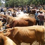Berkah Bagi Peternak Jelang Hari Raya Idul Adha, Harga Sapi di Sukoharjo Naik