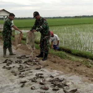 Bawa Penthungan, Petani Dibantu TNI Menyatakan Perang