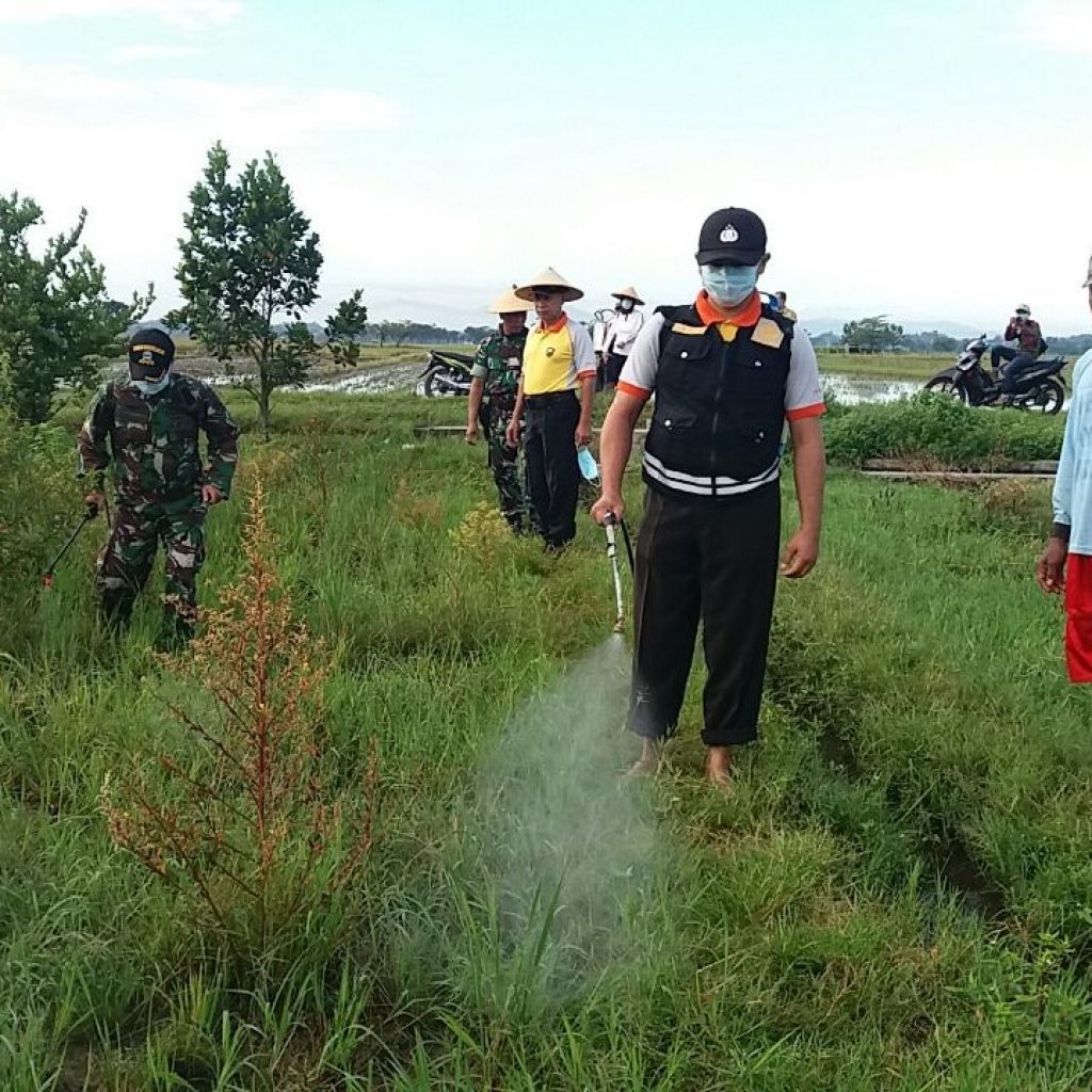 Petani Mojolaban Kolaborasi dengan TNI Basmi Hama Padi
