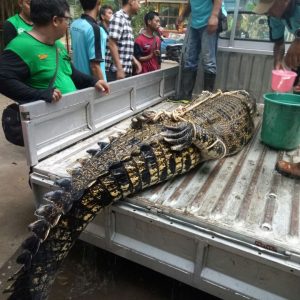 Dramatis, Perburuan Buaya di Sungai Sasak Jogobondo