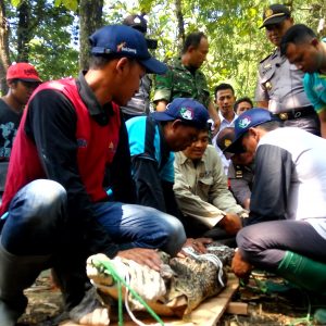 Warga Gadingan Pelihara Buaya di Kandang Seng di Pinggir Bengawan