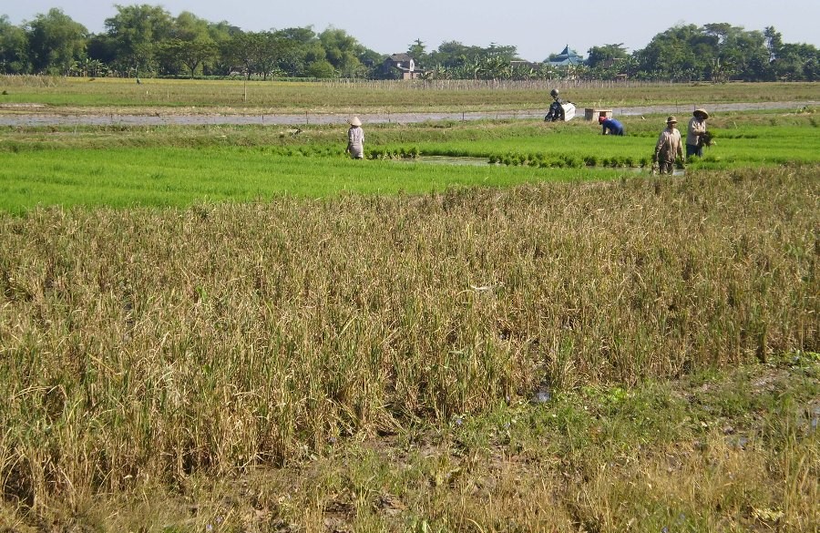  Sawah  Tadah Hujan  Mulai Kesulitan Air Untuk Mengairi Lahan 