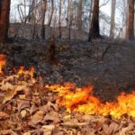 Puncak Kemarau, Waspadai Terjadinya Kebakaran Hutan