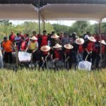 Petani Sukoharjo Diajak Kembangkan Konsep Minapadi