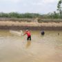 Pesta Tahunan Penutupan Dam Colo, Warga Ramai-Ramai Berburu Ikan