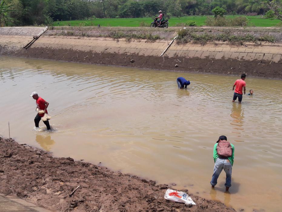 Penutupan Pintu Air Dam Colo, Warga Ramai-Ramai Berburu Ikan