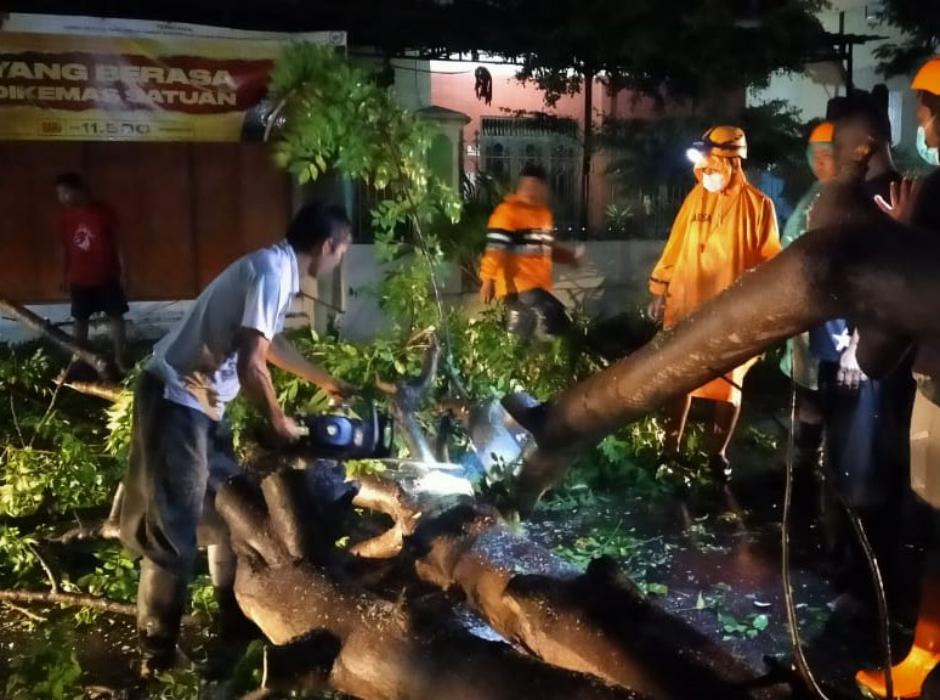 Sering Turun Hujan dan Angin Kencang, BPBD Imbau Warga Waspada Pohon Tumbang