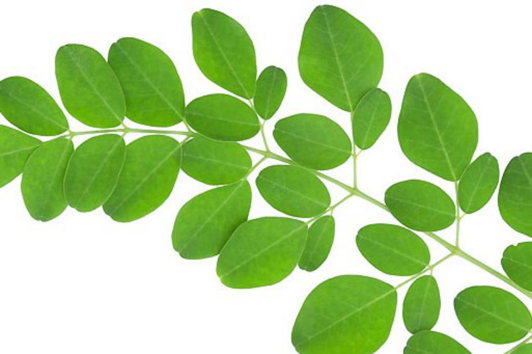 Manfaat daun kelor untuk kesehatan
