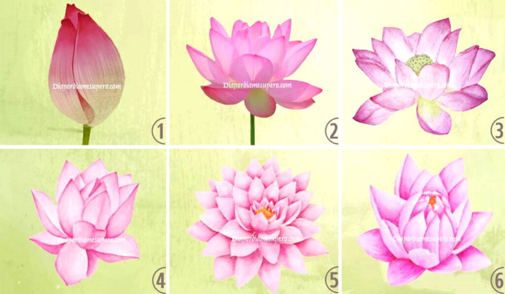 Tes Psikologi: Bunga Teratai yang Anda Pilih Mewakili Tahap Kehidupan Anda Sekarang