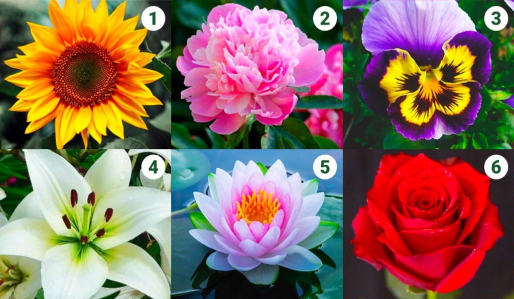 Tes Kepribadian: Cari Tahu Jenis Bunga dan Sifat Baru Kepribadian Anda