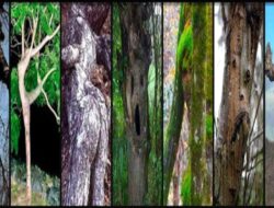 Tes Kepribadian: Pilih Pohon yang Terlihat Paling Manusiawi bagi Anda