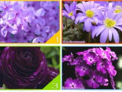Tes Kepribadian: Warna Ungu Mana yang Paling Anda Suka? Ini Akan Mengungkapkan Hal Baru Tentang Anda