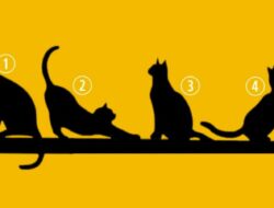 Tes Psikologi: Temukan Apa Tujuan Hidup Anda dengan Memilih Salah Satu Kucing