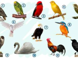 Tes Kepribadian: Temukan Apa yang Diungkap Burung Bulan Kelahiran Anda Tentang Kepribadian Anda