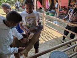 Wabah PMK Masih Mengancam, Vaksinasi Hewan Ternak Terus Dilakukan di Sukoharjo