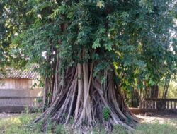 Cerita Mistis Dhanyang Eyang Nggadha Penunggu Pohon Beringin Besar di Tegalpacing, Sukoharjo