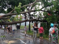 Evakuasi Pohon Tumbang, Relawan PMI Sukoharjo Meninggal Tersengat Listrik