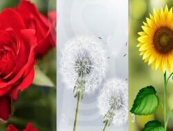 Tes Kepribadian: Pilih Bunga yang Paling Anda Rasakan Koneksinya, Apa yang Anda Rasakan Mewakili Esensi Sejati Anda