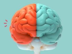 Mitos dan Perbedaan Antara Otak Kiri dan Kanan