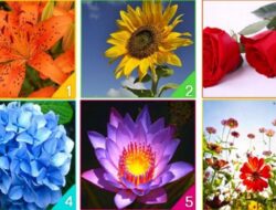 Tes Kepribadian: Pilih Bunga yang Mewakili Jiwa dan Cari Tahu Karakter Anda