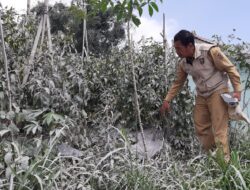 Erupsi Gunung Merapi, Ratusan Hektar Tanaman Holtikultura di Boyolali Terdampak Abu Vulkanik
