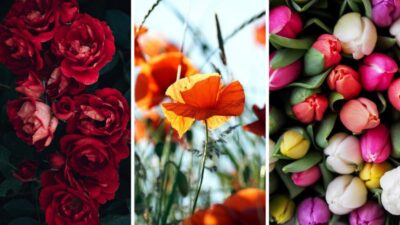 Tes Kepribadian: Pilih Bunga Favorit dan Pelajari Lebih Lanjut Tentang Kepribadian Anda