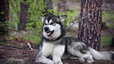 Anjing Paling Berbahaya Di Dunia