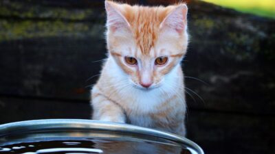 Kenapa Kucing Tidak Menyukai Air? Simak Jawabannya Disini!