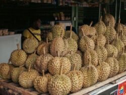 Mengejutkan Ini 5 Jenis Durian Termahal di Dunia yang Harganya Mencapai Ratusan Juta