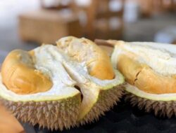 Berikut 5 Cara Mudah Memilih Durian yang Matang
