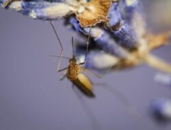 Bahan Alami Ini Dipercaya Dapat Mengusir Nyamuk