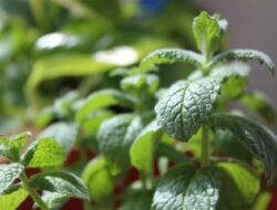 Khasiat Bahan Alami yang Terbukti Ampuh Mengobati Batuk