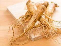 Manfaat Ginseng, Tanaman Herbal Berharga Bagi Masyarakat Korea Selatan