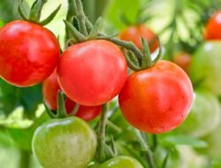 Tanaman Tomat Anda Tidak Berbuah? Faktor Ini Bisa Mempengaruhinya