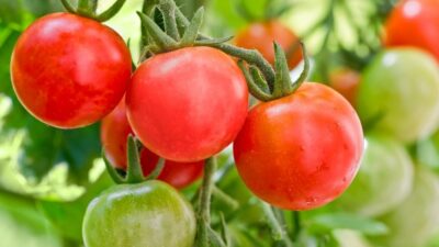 Tanaman Tomat Anda Tidak Berbuah? Faktor Ini Bisa Mempengaruhinya