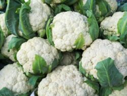 Makanan yang Bisa Turunkan Gula Darah Tinggi dan Kolestrol