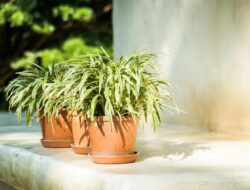 Sederet Tanaman yang Bisa Menyerap Panas di Rumah
