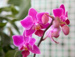 Suka Tanaman Anggrek? Simak Bahan Rumahan  Bantu Suburkan Tanaman Anggrek Anda Berikut