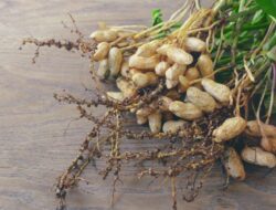 Mitos Tentang Makan Kacang Tanah yang Wajib Anda Ketahui