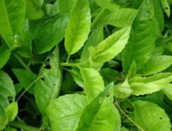 Sederet Manfaat Tanaman Sambung Nyawa untuk Tubuh