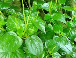 Manfaat Sirih Cina untuk Kesehatan yang Wajib Diketahui