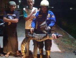 Bikin Gempar, Ada Buaya Jalan-jalan di Sukoharjo Tengah Malam