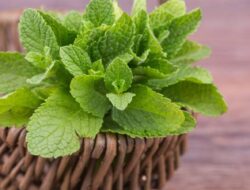 Simak 4 Manfaat Daun Mint untuk Wajah Cegah Jerawat