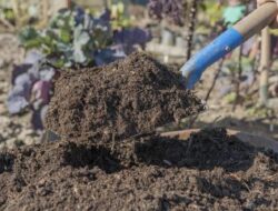 Cara Menyuburkan Tanah di Kebun Sekitar Rumah