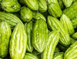 Manfaat Sayur Pare Untuk Kesehatan