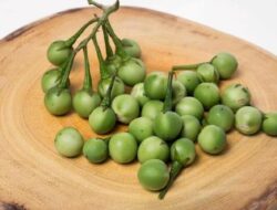 Simak Manfaat Takokak Dapat Atasi Diabetes