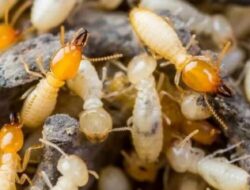 Tips Membasmi Rayap Dirumah yang Patut Dicoba!