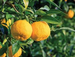 Mari Menengok Sederet Buah Termahal di Dunia