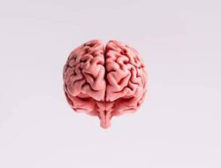 Simak dan Kenali Berikut Jenis – Jenis Penyakit Stroke dan Penanganannya