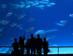 Daftar Aquarium Terbesar di Dunia yang Cocok Buat Ajak Aquarium Date Pasanganmu!